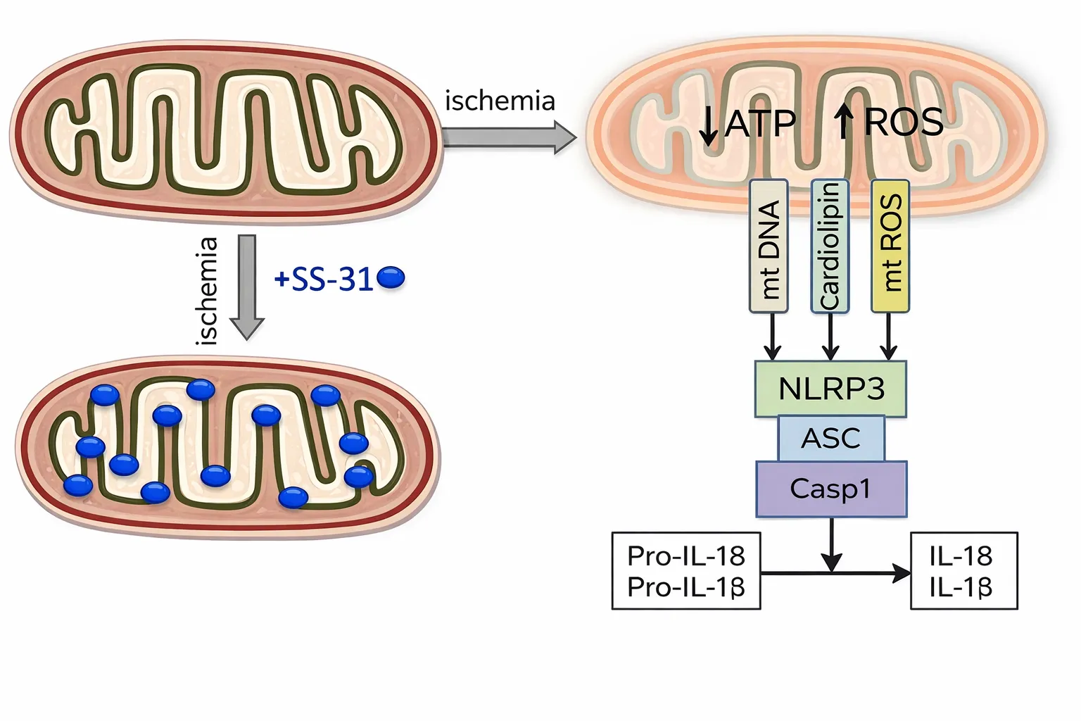 SS-31 (Elamipretide / FORZINITY)