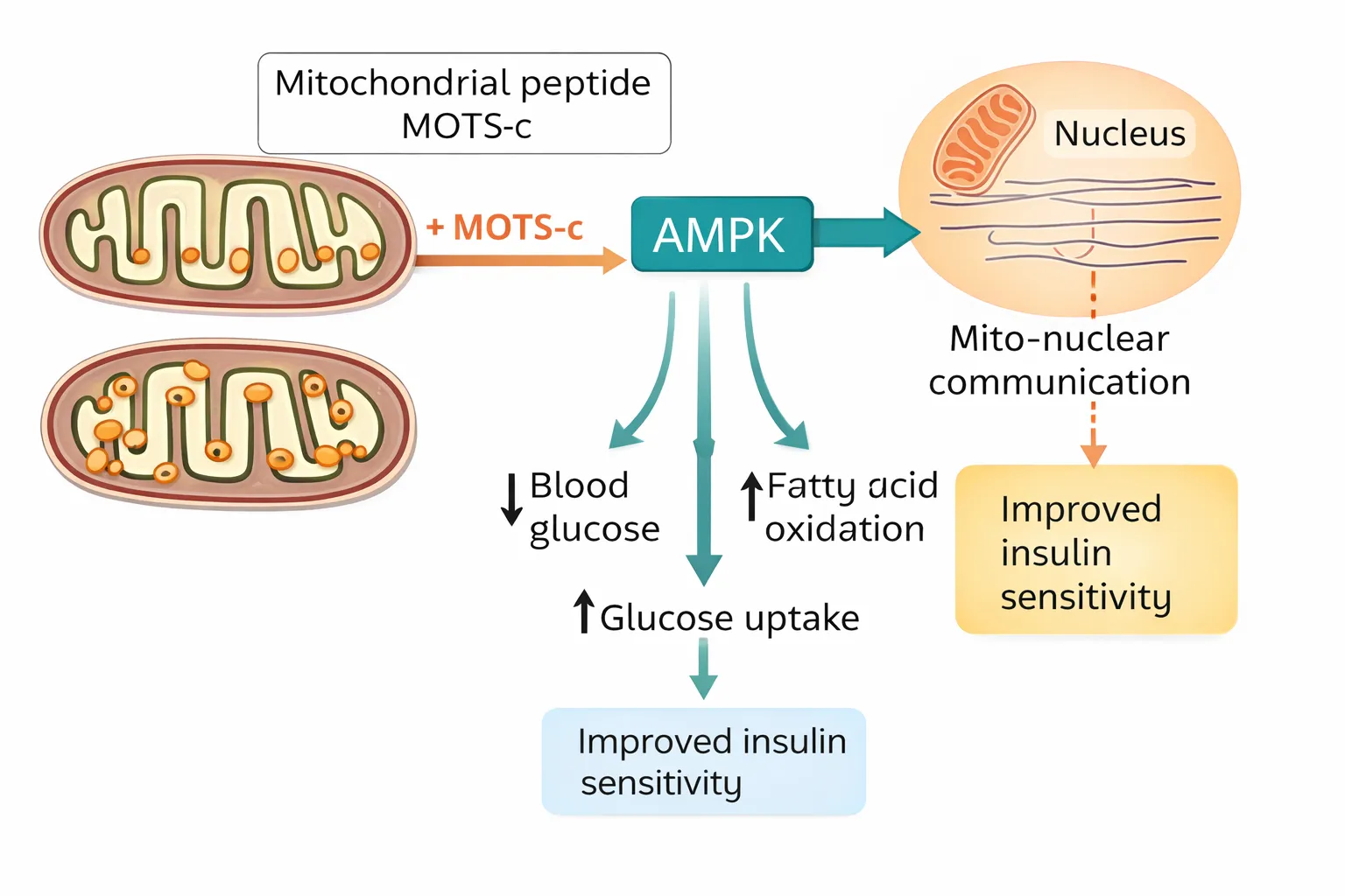 Mechanism of action of the MOTS-c peptide
